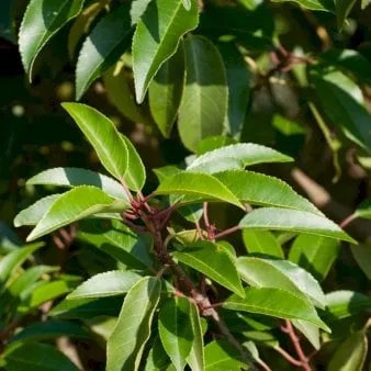 Portugisisk kirsebærlaurbær